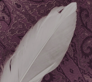 Feder auf Hintergrund